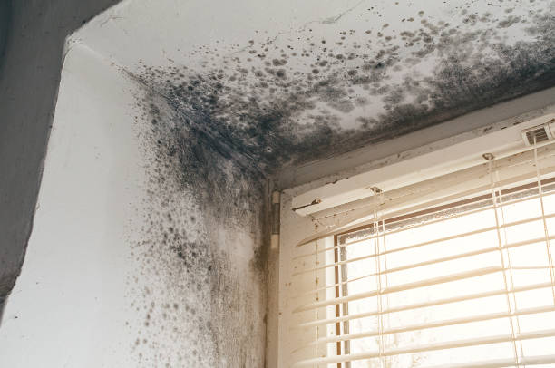 Affordable Mold Removal solutions in Emerson, NJ